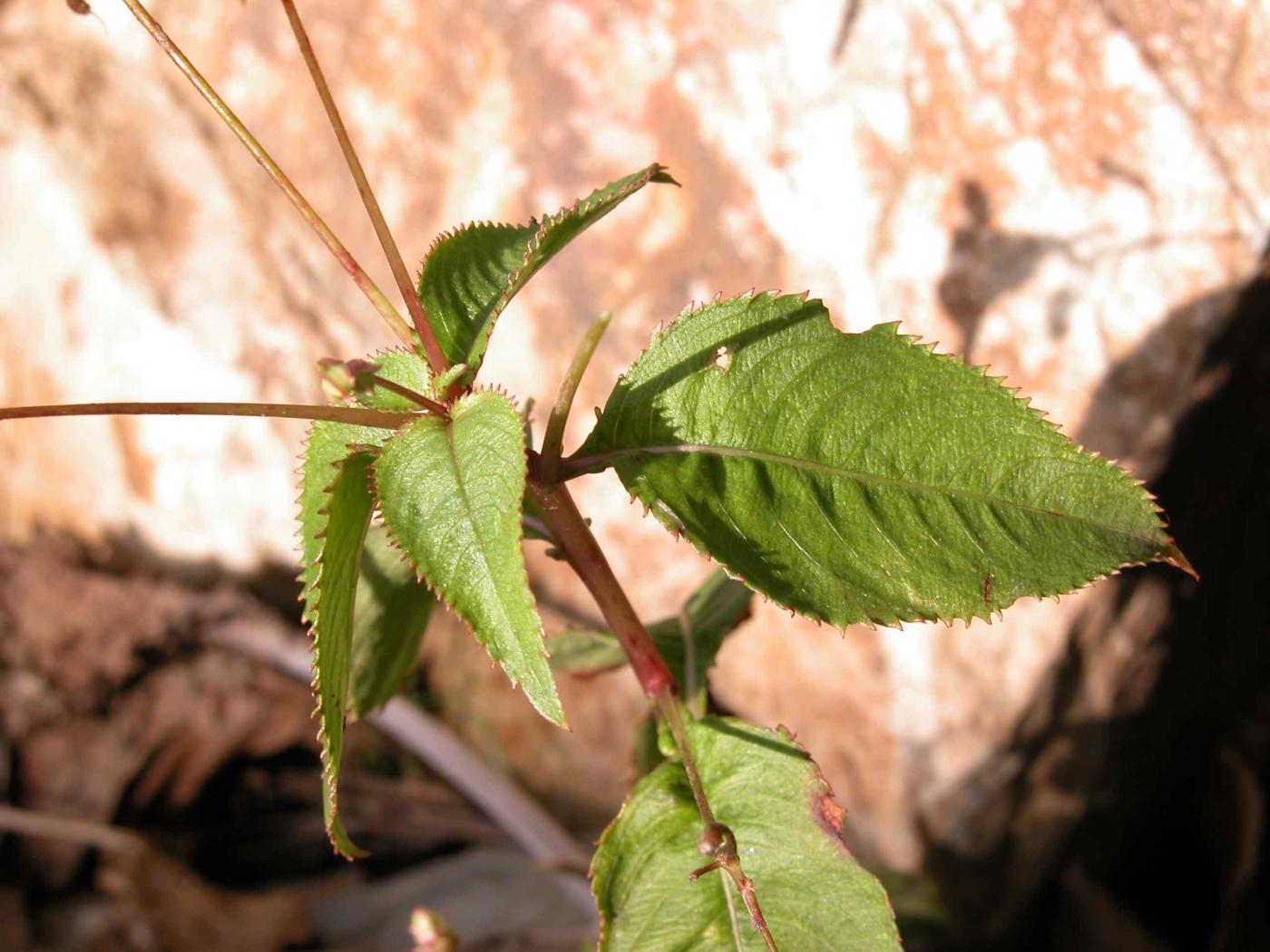 Balsam, Balfour's leaf